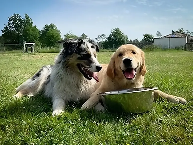 dogzone accueil
